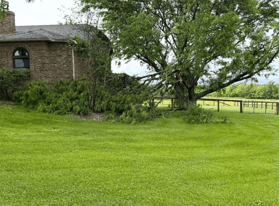 Storm-damaged large tree on lawn beside residential property
