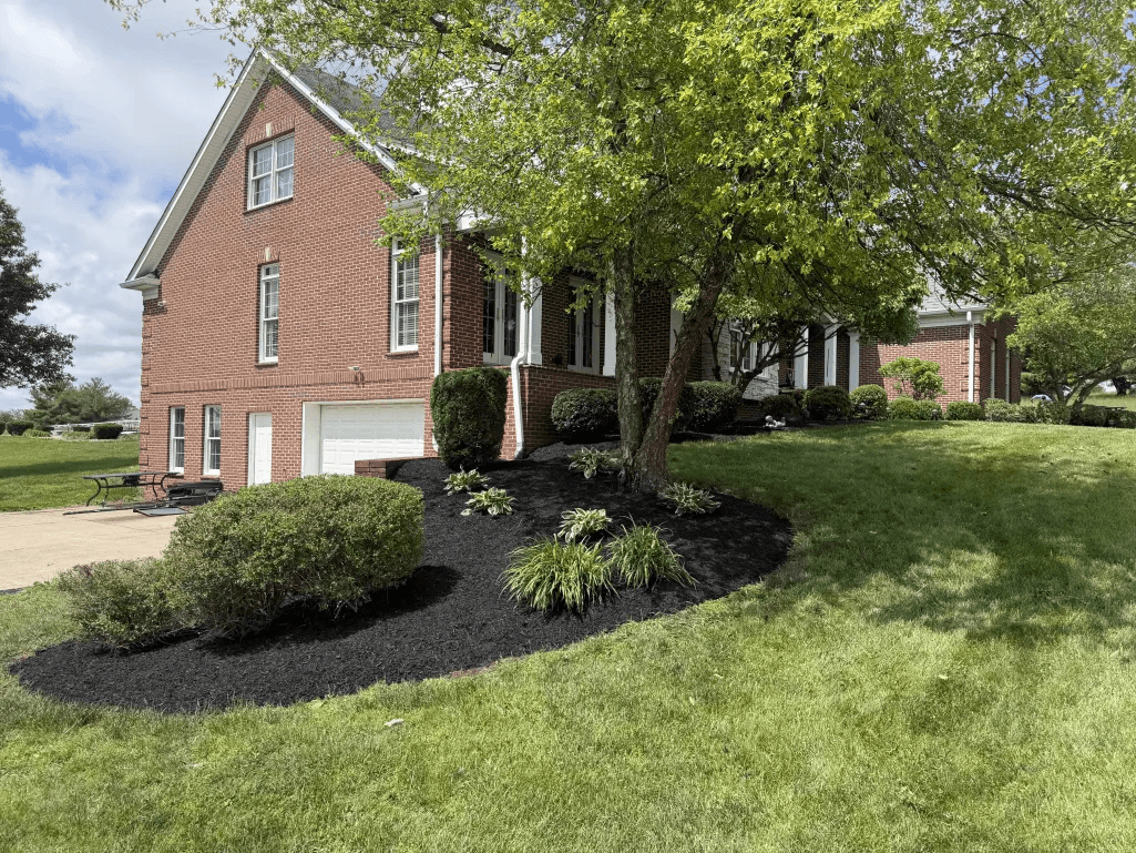 Sweeping mulch bed with large shade tree as focal point at brick colonial