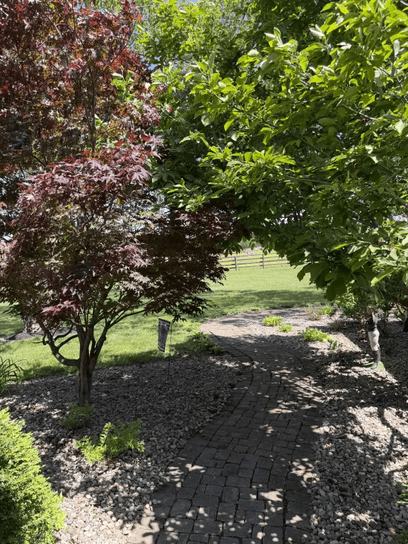 Garden pathway flanked by Japanese maples and river rock landscaping