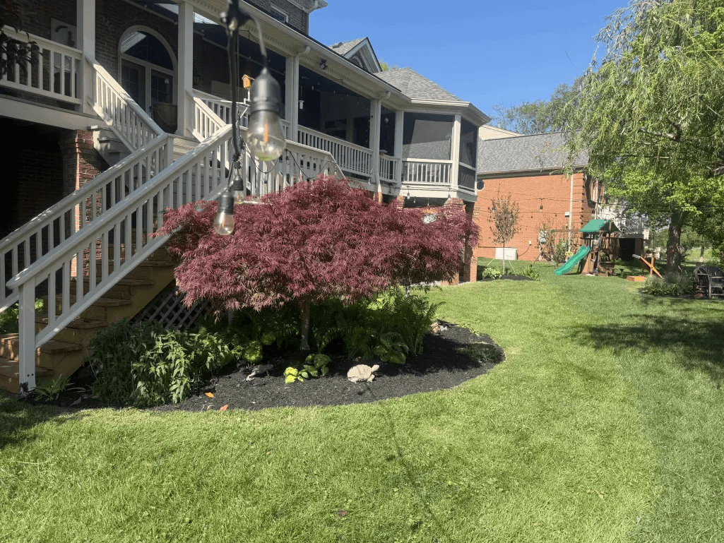 Backyard deck with Japanese maple focal point in black mulch bed