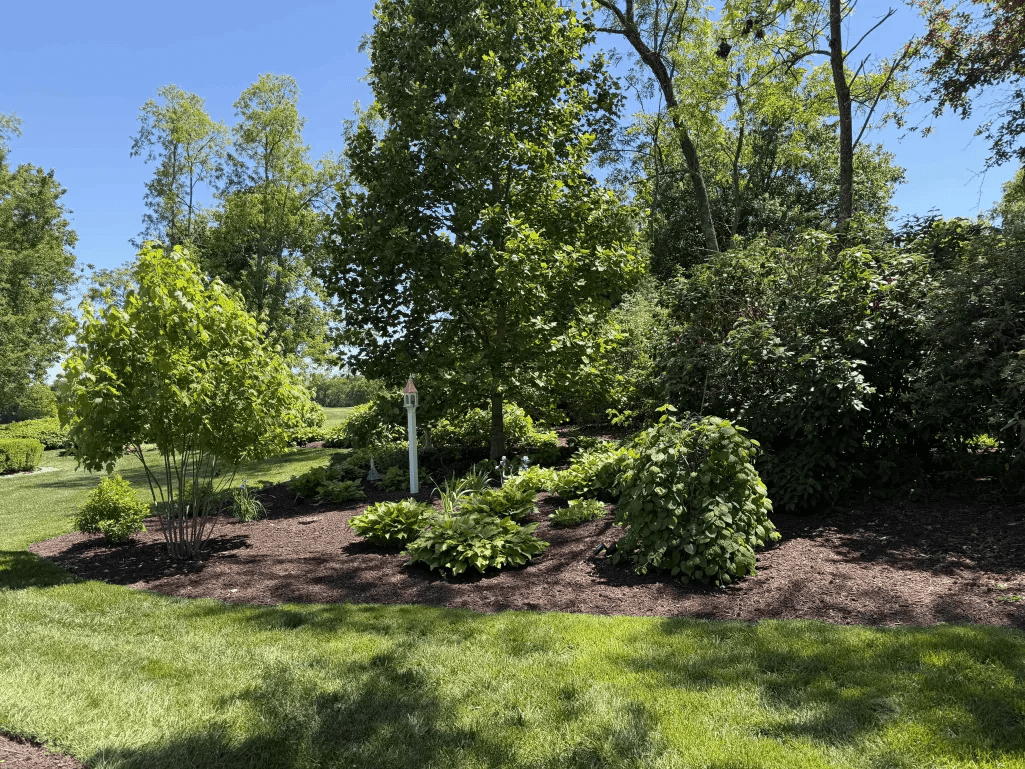 Wooded shade garden with hostas, brown mulch and birdhouse accent