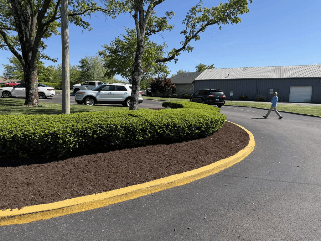 Commercial parking lot island with neatly edged hedge row and brown mulch