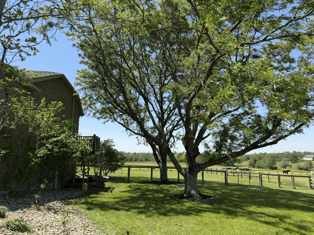 Large shade tree with rural farm fence backdrop and open lawn