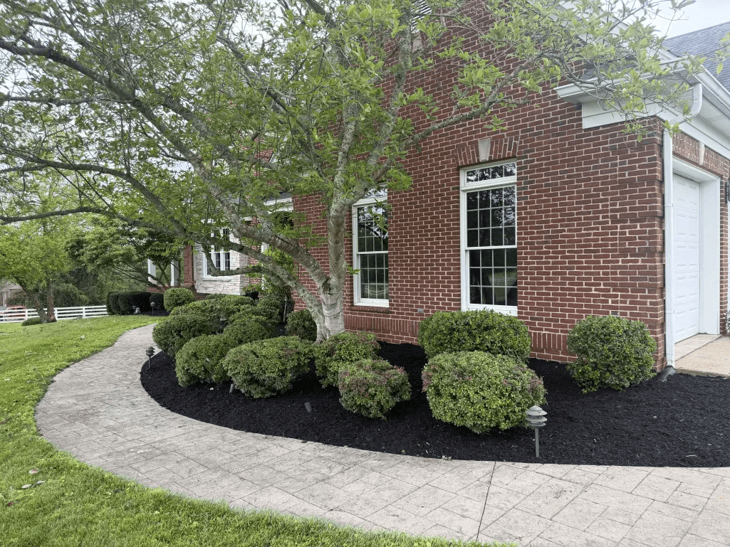 Curved black mulch bed with shaped shrubs and mature tree at brick home